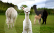 FEATURE - SN_ALPACAS_SPRING_13