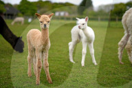 FEATURE - SN_ALPACAS_SPRING_15