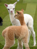 FEATURE - SN_ALPACAS_SPRING_16