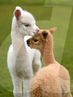 FEATURE - SN_ALPACAS_SPRING_17