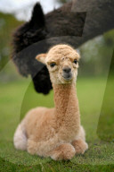 FEATURE - SN_ALPACAS_SPRING_18