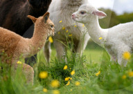 FEATURE - SN_ALPACAS_SPRING_19