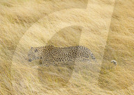 FEATURE - Leopard stalkt ein Impala