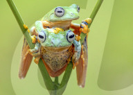 FEATURE - Ein Frosch sitze einem Freund auf den Froschrücken