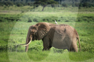 Artenvielfalt: Tiere im kenianischen Amboseli Nationalpark am Fusse des Kilimandscharo