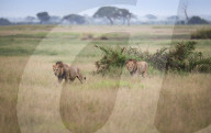 Artenvielfalt: Tiere im kenianischen Amboseli Nationalpark am Fusse des Kilimandscharo