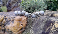 Snail inspired robots swarm together for search and rescue