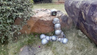 Snail inspired robots swarm together for search and rescue