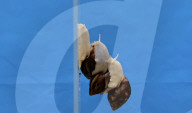 Snail inspired robots swarm together for search and rescue