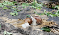 Snail inspired robots swarm together for search and rescue
