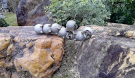 Snail inspired robots swarm together for search and rescue