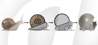 Snail inspired robots swarm together for search and rescue