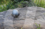 Snail inspired robots swarm together for search and rescue