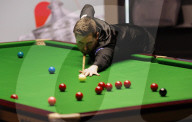 World Snooker Championship Final 2024 between Jak Jones and Kyren Wilson at the Crucible Theatre in Sheffield, UK.