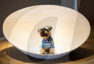 Bonhams' Goodwoof's Barkitecture kennel design competition 2024 preview at Bonhams New Bond Street, London, UK.