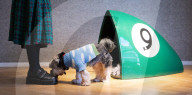 Bonhams' Goodwoof's Barkitecture kennel design competition 2024 preview at Bonhams New Bond Street, London, UK.