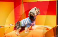 Bonhams' Goodwoof's Barkitecture kennel design competition 2024 preview at Bonhams New Bond Street, London, UK.