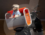 Bonhams' Goodwoof's Barkitecture kennel design competition 2024 preview at Bonhams New Bond Street, London, UK.