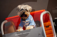 Bonhams' Goodwoof's Barkitecture kennel design competition 2024 preview at Bonhams New Bond Street, London, UK.