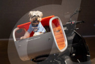 Bonhams' Goodwoof's Barkitecture kennel design competition 2024 preview at Bonhams New Bond Street, London, UK.