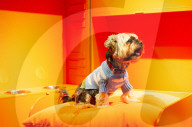 Bonhams' Goodwoof's Barkitecture kennel design competition 2024 preview at Bonhams New Bond Street, London, UK.