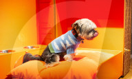 Bonhams' Goodwoof's Barkitecture kennel design competition 2024 preview at Bonhams New Bond Street, London, UK.