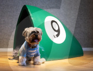 Bonhams' Goodwoof's Barkitecture kennel design competition 2024 preview at Bonhams New Bond Street, London, UK.