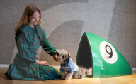 Bonhams' Goodwoof's Barkitecture kennel design competition 2024 preview at Bonhams New Bond Street, London, UK.