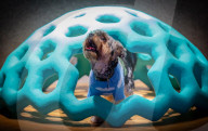 Bonhams' Goodwoof's Barkitecture kennel design competition 2024 preview at Bonhams New Bond Street, London, UK.