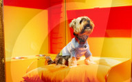Bonhams' Goodwoof's Barkitecture kennel design competition 2024 preview at Bonhams New Bond Street, London, UK.