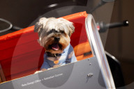 Bonhams' Goodwoof's Barkitecture kennel design competition 2024 preview at Bonhams New Bond Street, London, UK.