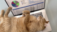 Cat nest stops work from home pet incursion