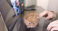 Cat nest stops work from home pet incursion