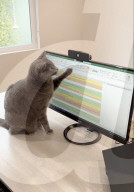 Cat nest stops work from home pet incursion