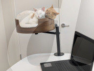 Cat nest stops work from home pet incursion