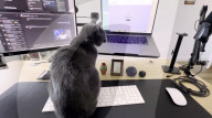 Cat nest stops work from home pet incursion