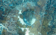 Great Barrier Reef's worst bleaching leaves giant coral graveyard: ‘It looks as if it has been carpet bombed'