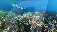 Great Barrier Reef's worst bleaching leaves giant coral graveyard: ‘It looks as if it has been carpet bombed'