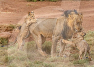 FEATURE - Ein Löwenjunges spielt zärtlich mit seinen Eltern