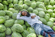 FEATURE - Ein Arbeiter macht ein Nickerchen zwischen Wassermelonen
