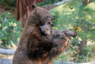 FEATURE - Ein niedliches Bärenjunges wird von seiner Mutter in den Arm genommen