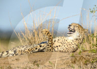 FEATURE - Der Gepard lacht vor sich hin