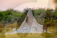 FEATURE - Das Gepardenbaby kletterte auf einen Termitenhügel, um zu sehen, ob es dort Beute gibt