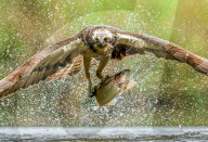 FEATURE - Ein Fischadler schwingt sich mit seiner Beute auf die Kamera zu 
