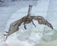 FEATURE - Brauner Galapagos-Pelikan stürzt sich auf die Kamera