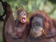 FEATURE - Ein junger Orang-Utan wirft sich in Pose für die Kamera. 