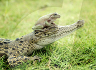 FEATURE - Ein Kurznasen-Laubfrosch ruht sich auf einem Krokodil aus