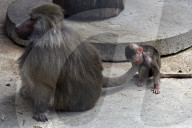 Podilskyi Zoo in Vinnytsia