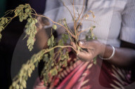 How southern Madagascar is coping in a climate crisis