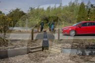 Adder girl! Tunnels aim to encourage British snakes to mix and breed